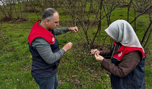 Üreticilere "kozalak akarı" ve "külleme" uyarısı