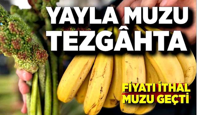 Yayla muzu tezgâhta: Fiyatı ithal muzu geçti