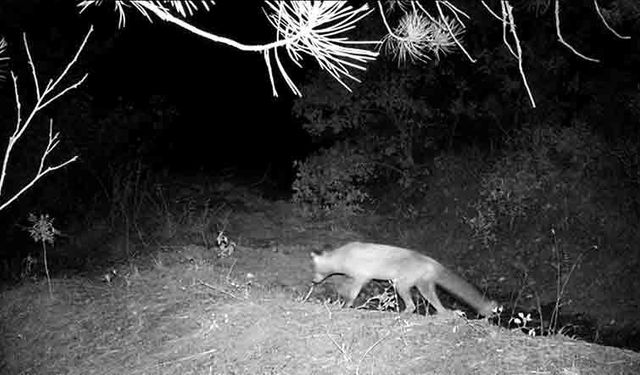 Yaban hayatı fotokapanda: Domuz, çakal, tilki, ayı ve bal porsuğu