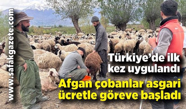 Türkiye’de ilk kez uygulandı: Afgan çobanlar asgari ücretle göreve başladı