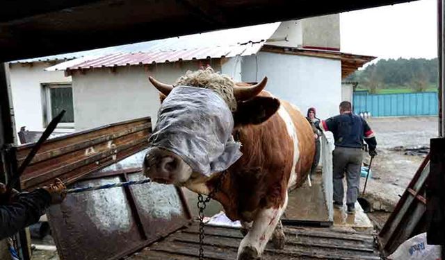Kastamonu’dan kurbanlık sevkiyatı başladı