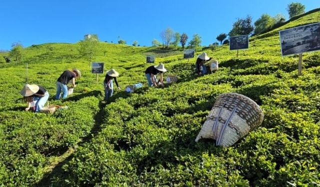 Rize’de çay sezonu karşılama programı düzenlendi
