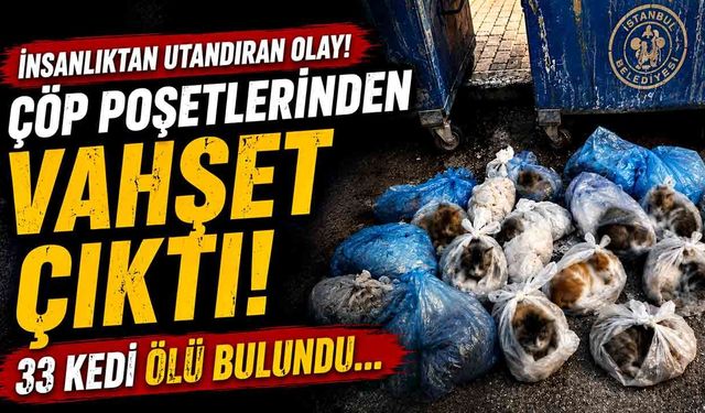 Çöp poşetlerinden vahşet çıktı! 33 kedi ölü bulundu