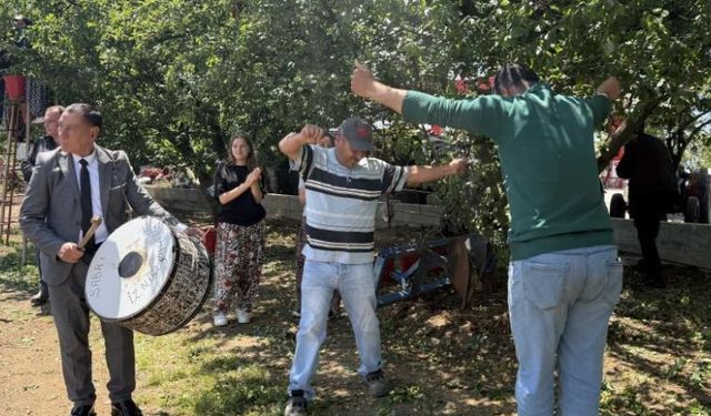 Davullu zurnalı erik hasadı