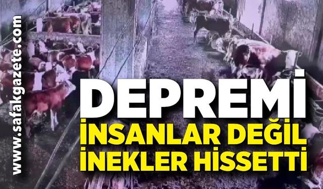 İnsanların Hissetmediği Depremi İnekler Fark Etti