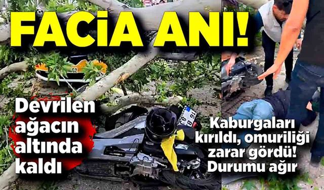 Devrilen ağaç motosikletlinin üstüne düştü