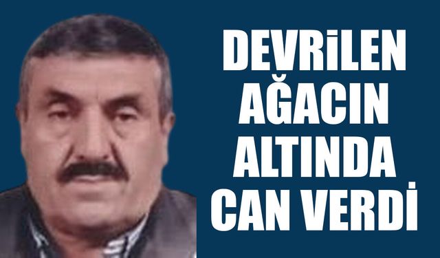 Devrilen ağacın altında kalan yaşlı adam can verdi