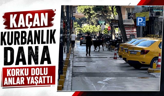 Kaçan kurbanlık dana korku dolu anlar yaşattı