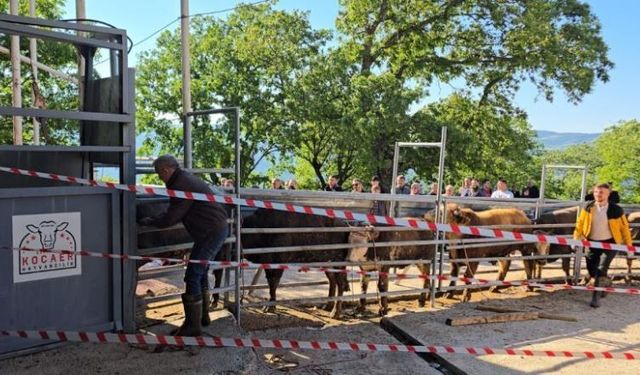 Kurban kesiminde yine çiftlikler tercih edildi