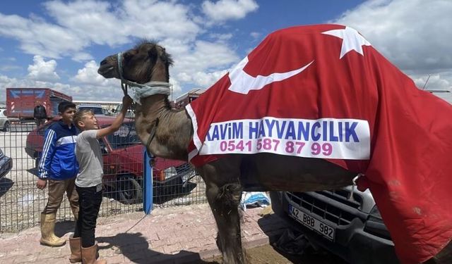 Kurban pazarının gözdesi deve 330 bin TL’ye satıldı