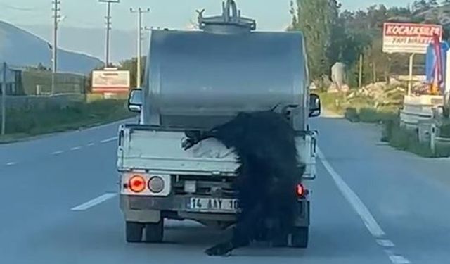 Kurbanlığı araçtan sarkıtan sürücüye 31 bin lira ceza