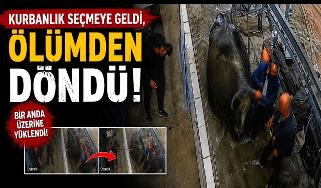 Kurbanlık bakarken ölümden döndü