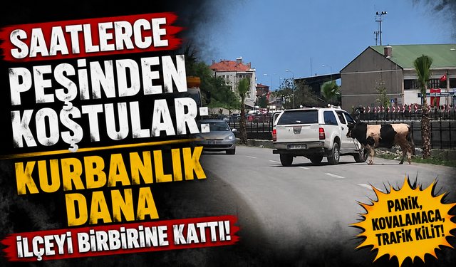 Saatlerce peşinden koştular: Kurbanlık dana ilçeyi birbirine kattı