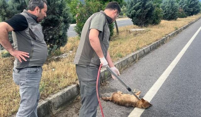 Yaralı çakal tedavi altına alındı