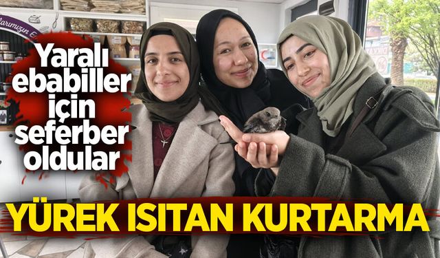 Yürek ısıtan kurtarma: Yaralı ebabiller için seferber oldular