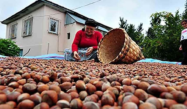 Giresun’da fındık fiyatları düşük seyrini sürdürüyor