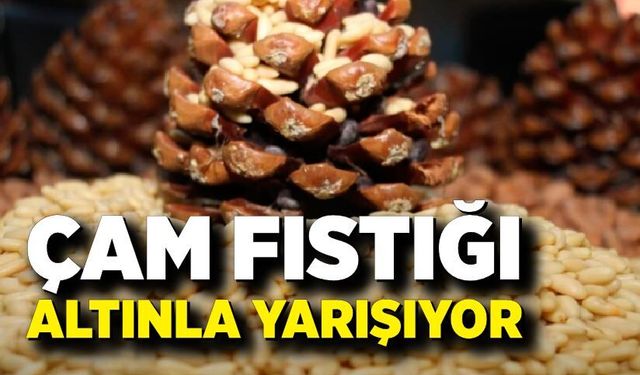 Çam fıstığı altınla yarışıyor