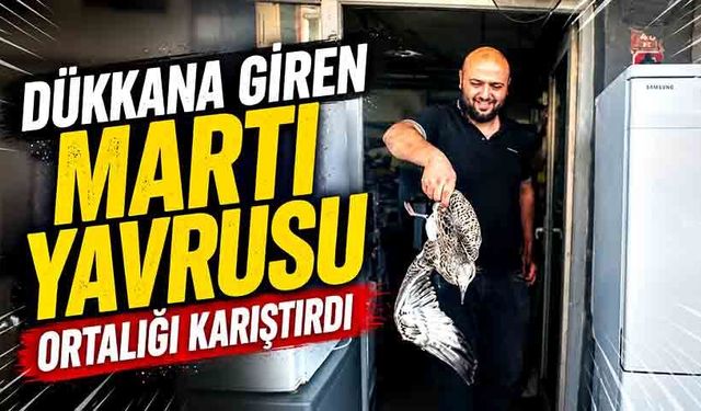 Dükkana giren martı yavrusu ortalığı karıştırdı