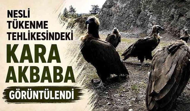 Nesli tükenme tehlikesindeki kara akbaba görüntülendi