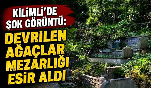 Kilimli’de şok görüntü: Devrilen ağaçlar mezarlığı esir aldı