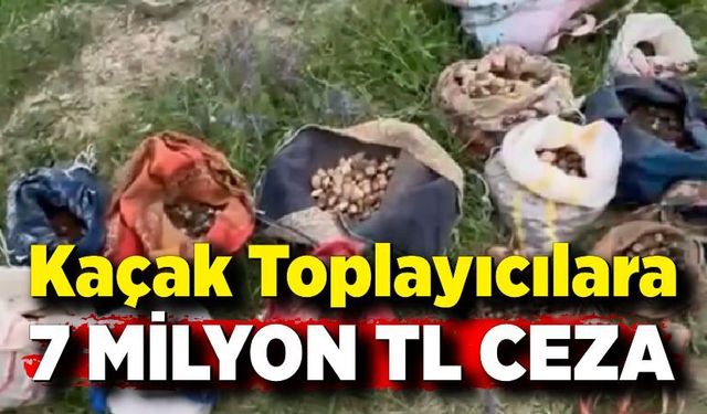 İzinsiz salep toplayan 10 kişiye 6 milyon 992 bin TL ceza