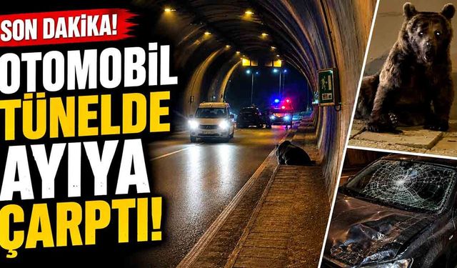 Otomobilin çarptığı ayı yaralandı