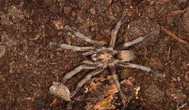 Türkiye'de ilk kez yeni bir tarantula cinsi kaydedildi