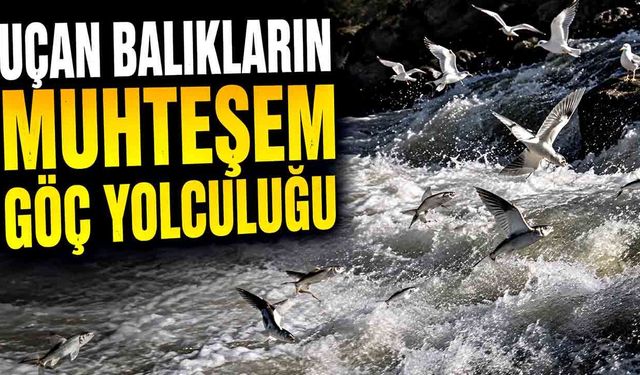 Uçan balıkların muhteşem göç yolculuğu gecikmeli olarak başladı