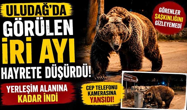 Uludağ'da görülen iri ayı hayrete düşürdü