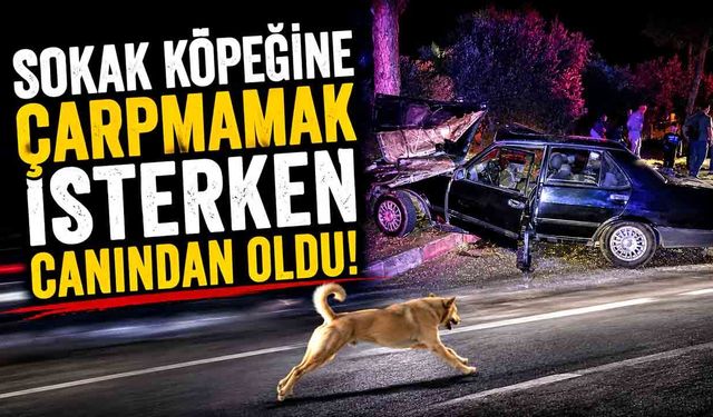 Sokak Köpeğine Çarpmamak İsterken Canından Oldu!