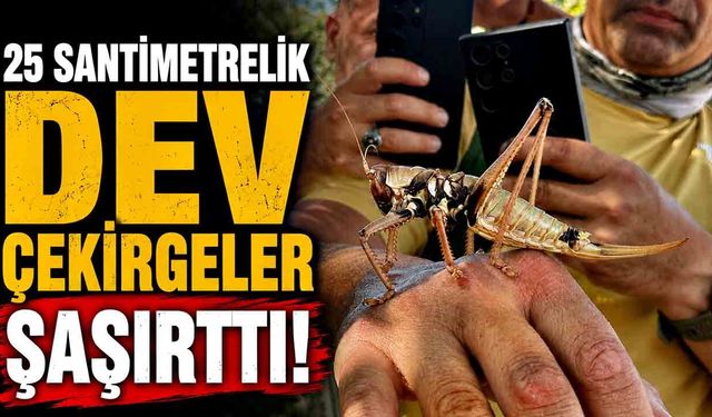 Etçil çekirgeler boyutlarıyla dikkat çekti