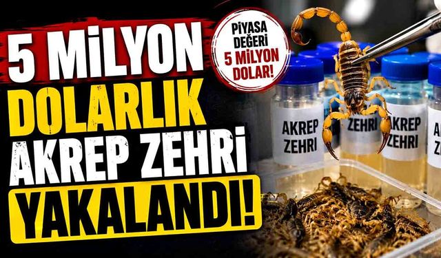 5 milyon dolarlık akrep zehri Yalova'da yakalandı