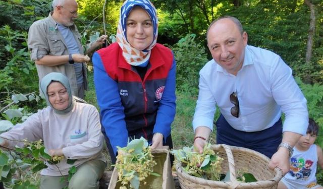 Düzce'de ıhlamur hasadı başladı