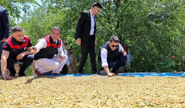 Ulukale dutunda bu yıl 650 ton rekolte beklentisi