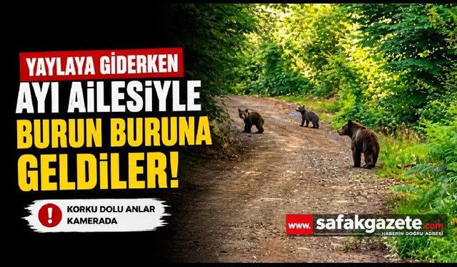 Yaylaya giderken ayı ve yavrularıyla karşılaştılar