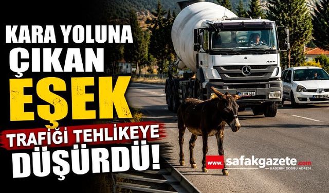 Kara yoluna çıkan eşek trafiği tehlikeye düşürdü