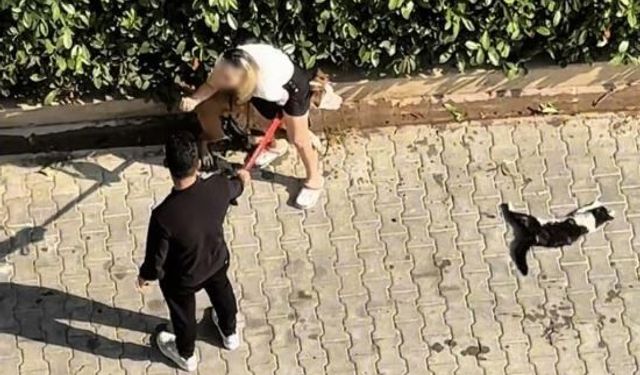 Ağızlıksız gezdirilen Pitbull kediyi parçaladı: Sahibi 'polisi aramayın' diye yalvardı