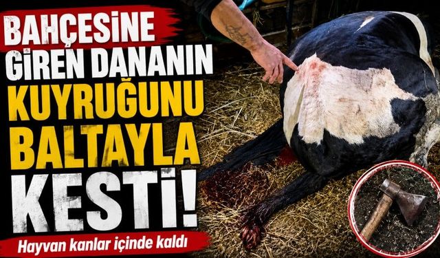 Bahçesine giren dananın kuyruğunu baltayla kesti