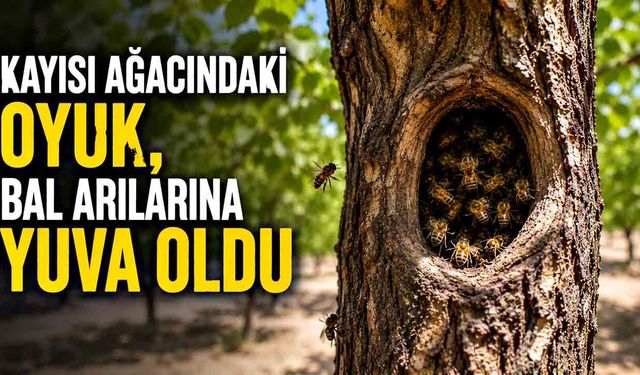 Kayısı ağacındaki oyuk, bal arılarına yuva oldu