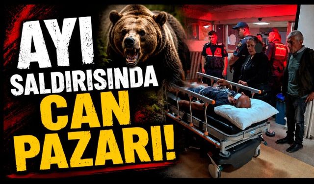 Ayının saldırdığı çobanı köpekleri kurtardı