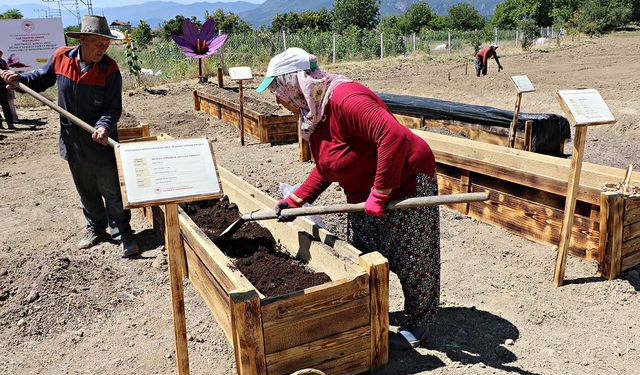 "Dünyanın en pahalı baharatı" köstebeklerden korunacak