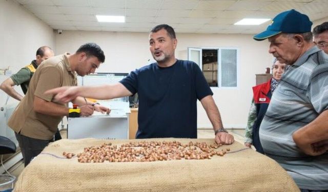 Fındık alımı başladı, araçlar kapı önünde kuyruk oldu
