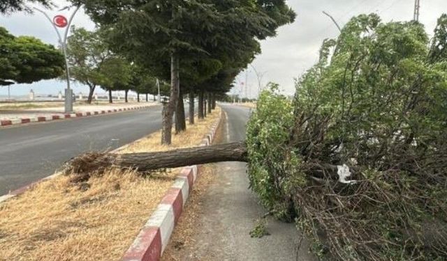 Erciş’te fırtına ağaçları kökünden söktü