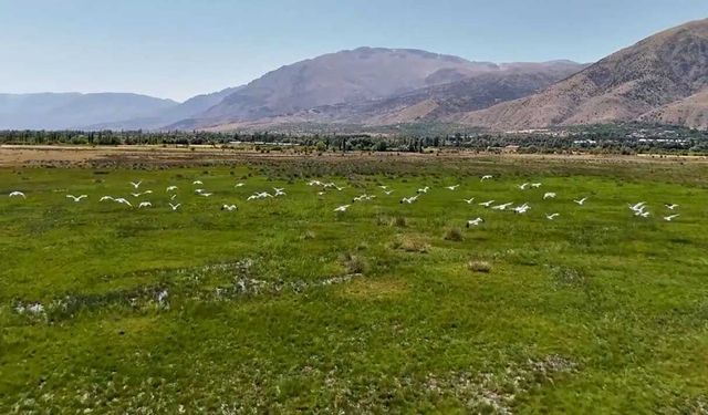 Göç yolundaki leylekler havadan görüntülendi