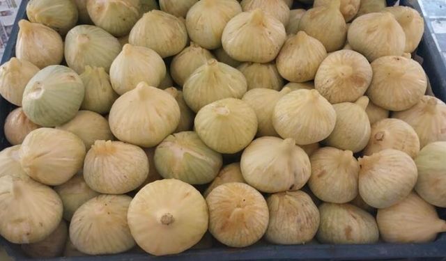 Mersin'de incir hasadı başladı