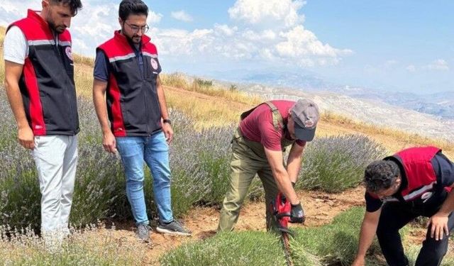 Kemah’ta mor bereket: Lavanta hasadı başladı