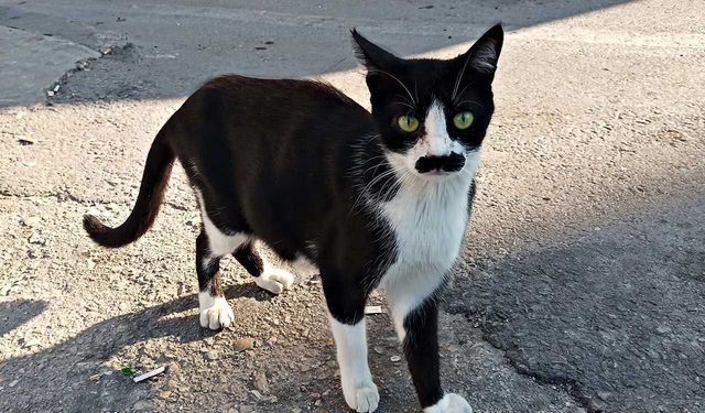 "Pala bıyıklı kedi" görenlerin dikkatini çekiyor