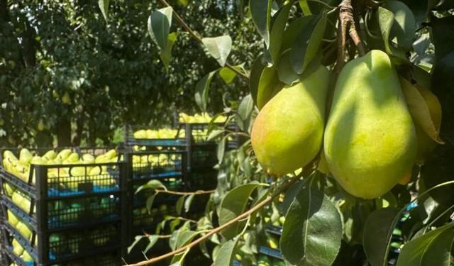 İtalyanların "zor" diyerek bıraktığı armutta Gürsu bu yıl rekora gidiyor