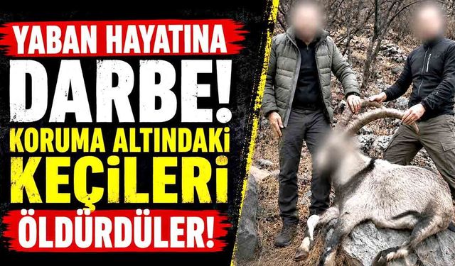 Koruma altındaki 5 yaban keçisini avlayanlara ceza