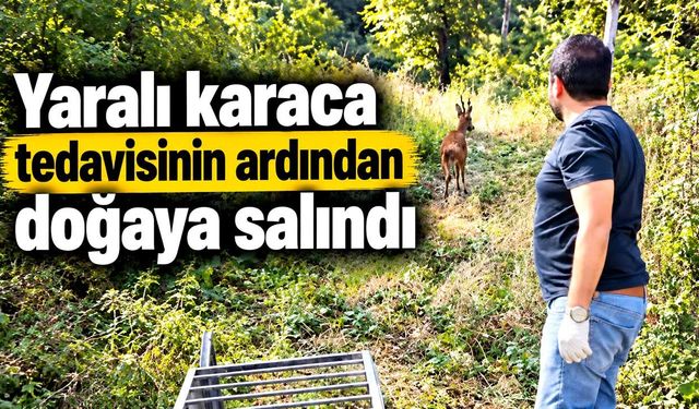 Yaralı karaca tedavisinin ardından doğaya salındı
